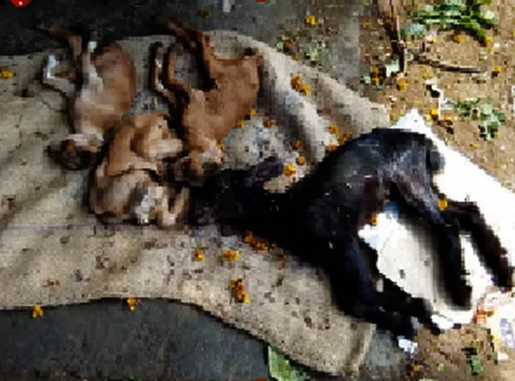 ଡୁଙ୍ଗୁରିପାଲିରେ ଛେଳି ମଡ଼କ, ୧୩ ମୃତ