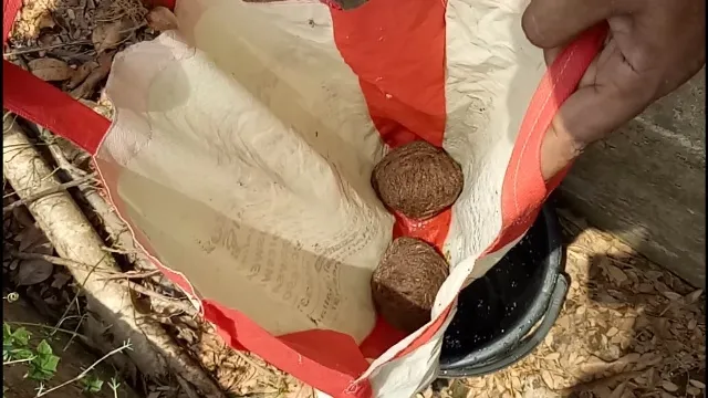 ସରକାରୀ କ୍ବାର୍ଟର୍ସ ପଛପଟୁ ମିଳିଲା ୨ ଅଫୁଟା ବୋମା