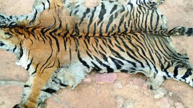 ବାଘଛାଲ ଜବତ ଘଟଣା, ଚାର୍ଜସିଟ ଦାଖଲ