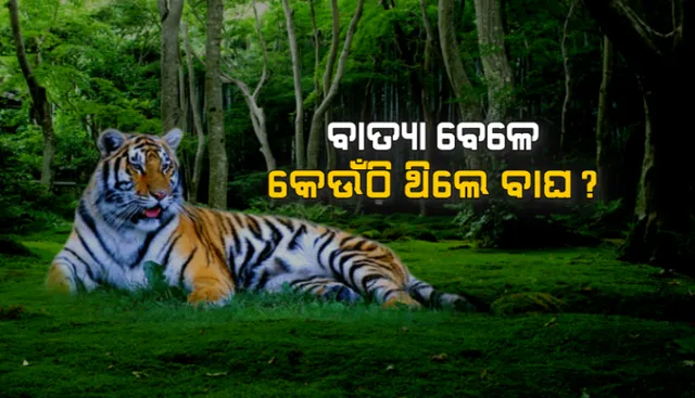 ବାତ୍ୟା ପୂର୍ବରୁ ବାଘକୁ ମିଳିଥିଲା ‘ଫନି’ର ଆଭାସ! ଏମିତି ଥିଲା ଜଙ୍ଗଲୀ ପ୍ରାଣୀଙ୍କ ଆଚରଣ