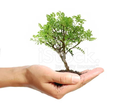 ଘରକୁ ଘର ବୁଲି ଗଛ ବାଣ୍ଟିବ ବନ ବିଭାଗ