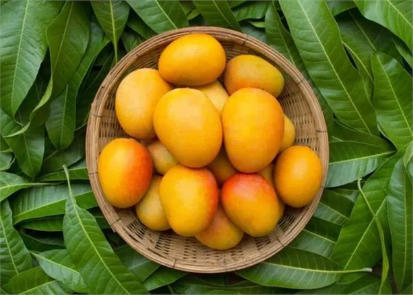 ଆମ୍ବ ଚାରିଜାତିର, ଜାଣନ୍ତୁ କେଉଁ ଜାତିର ଆମ୍ବ କିଣିଲେ ଆପଣ ଖାଇବେନି ଧୋକା