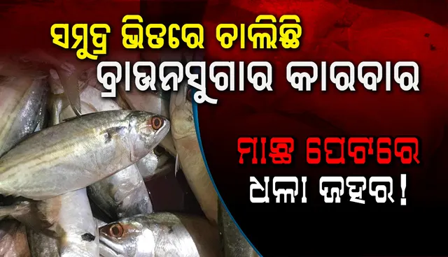 ମାଛ ପେଟରେ ଧଳା ଜହର! : ବାଲେଶ୍ବରରୁ ବାଂଲାଦେଶ ଲମ୍ବିଛି ଚେର, ସମୁଦ୍ର ଭିତରେ ଚାଲିଛି ବ୍ରା‌ଉନସୁଗାର କାରବାର