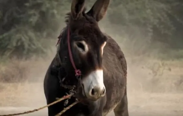 ଭାରତର ଦାମୀ ଗଧ, ମୂଲ୍ୟ ଶୁଣିଲେ ଆପଣଙ୍କ ହୋସ ଉଡିଯିବ