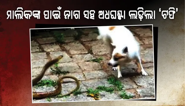 ଖାସ୍‌ ମାଲିକଙ୍କ ପାଇଁ ନାଗ ସହ ଲଢ଼ିଲା ଅଧଘଣ୍ଟା