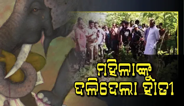 ଟୁଲ ସଂଗ୍ରହ ପାଇଁ ଜଙ୍ଗଲକୁ ଯାଇଥିବା ବେଳେ ହାତୀ ଆକ୍ରମଣରେ ମହିଳାଙ୍କ ମୃତ୍ୟୁ