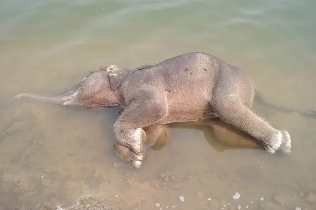 ଝାରସୁଗୁଡ଼ା: ନଦୀରେ ବୁଡ଼ି ହାତୀ ଛୁଆର ମୃତ୍ୟୁ