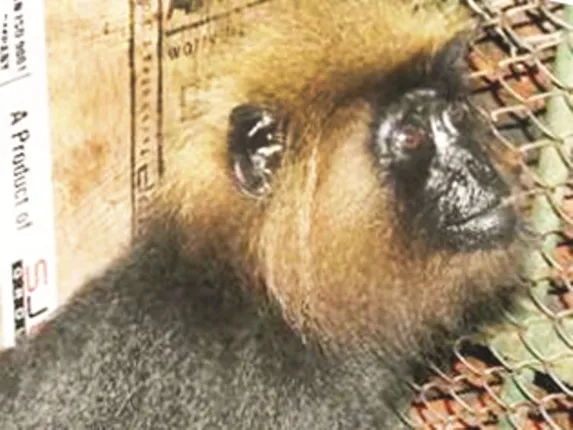 ନନ୍ଦନକାନନରେ ନୀଳଗିରି ହନୁ ମୃତ