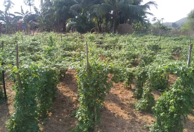 ମଦ ରନ୍ଧା ଛାଡ଼ିଲେ ନୁଣିଗୁଣ୍ତି ଆଦିବାସୀ, ପଥୁରିଆ ମାଟିରେ ସୁନା ଫଳାଉଛନ୍ତି