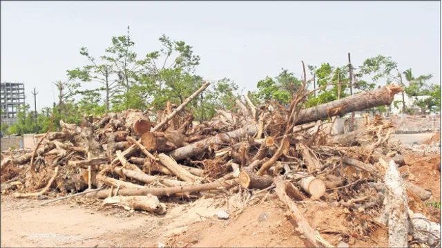 ଫନିକୁ ମାସେ ବିତିଲା: କୁଆ‌ଡ଼େ ଗଲା କାଠ ଗଣ୍ଡି?