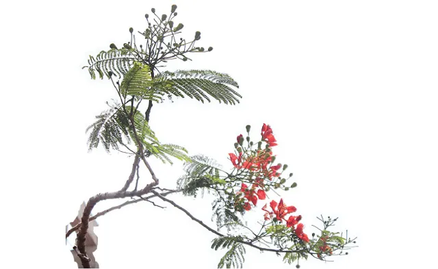 ବାତ୍ୟା ପରେ ଚେତିଲେ, ଆଉ ଲାଗିବନି ରାଧାଚୂଡ଼ା, କୃଷ୍ଣଚୂଡ଼ା