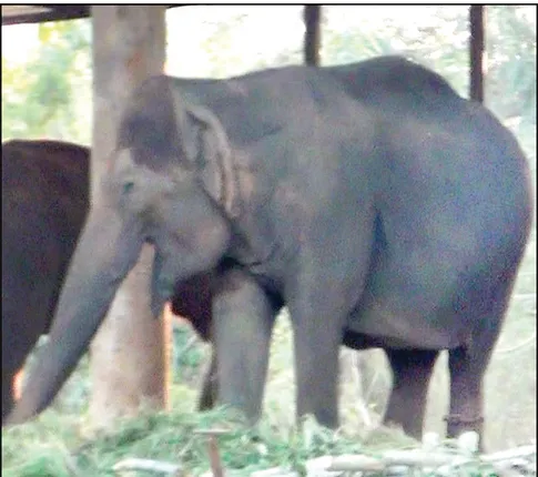 ହାତୀ ବାସନ୍ତୀ ଲାଞ୍ଜ‌ରେ କ୍ଷତ