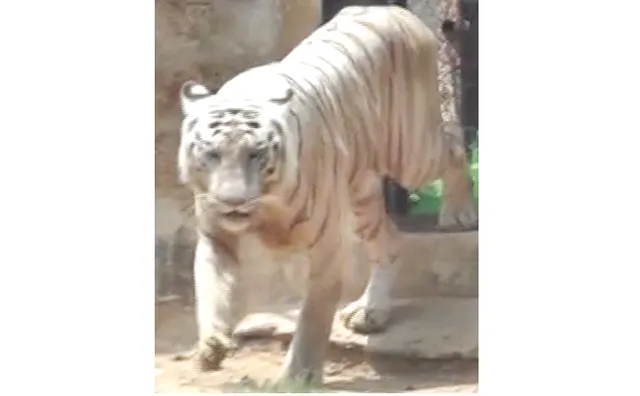 ଆସିଲା ସମ୍ରାଟର ଏକ୍ସ-ରେ’ ରିପୋର୍ଟ: ଆର୍ଥ୍ରାଇଟିସ୍‌ରେ ଆକ୍ରାନ୍ତ, ଘୋରି ହୋଇଛି ହାଡ଼