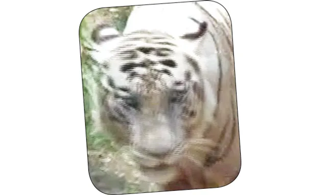 ଏକ୍ସ-ରେ’ ହେଲା ସମ୍ରାଟର ଗୋଡ଼