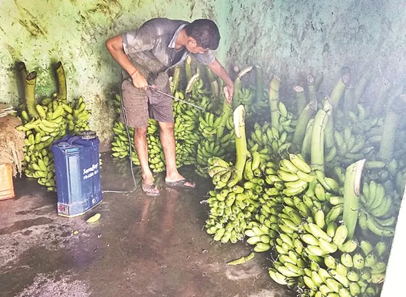 ଜୀବନ ସହ ଖେଳ : ପାଚିଲା କଦଳୀରେ ମାରାତ୍ମକ ରସାୟନ!