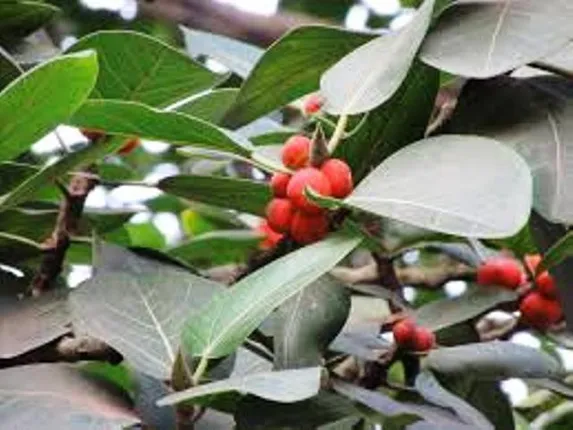 ବରଗଛରୁ ଝୁଲନ୍ତା ଶବ ଉଦ୍ଧାର