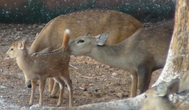 ମାଣ୍ଡାରିନ୍‌ ବତକ, ସୁନକୁନ୍‌ର ପକ୍ଷୀ ମୃତ, ହଗ୍‌ ଡିଅର ଓ କୃଷ୍ଣସାର ଜନ୍ମ