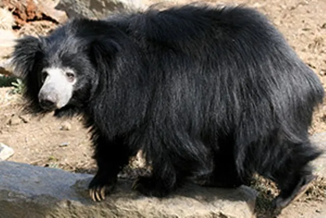 ମହୁଲ ଗୋଟଇବା ବେଳେ ଭାଲୁ ଆକ୍ରମଣ, ଶାଶୁ-ବୋହୂ ଗୁରୁତର