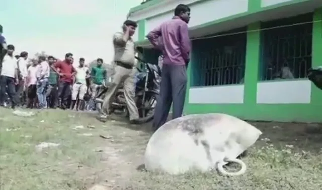 ପଶ୍ଚିମବଂଗରେ ହିଂସା ଜାରି: ବୋମାମାଡ଼ରେ ୩ ଟିଏମ୍‌ସି କର୍ମୀ ନିହତ