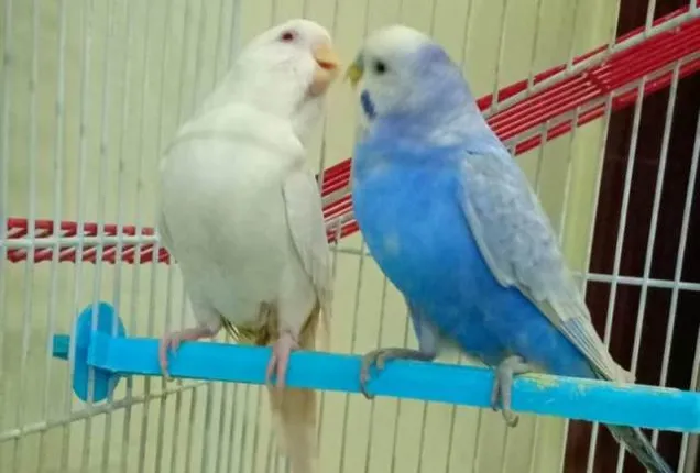 ଭଲ ପାଇବାର ପରିପୂର୍ଣ୍ଣ ହୃଦୟ। (ଫଟୋ: ମନୋଜ, ବାଲେଶ୍ୱର)