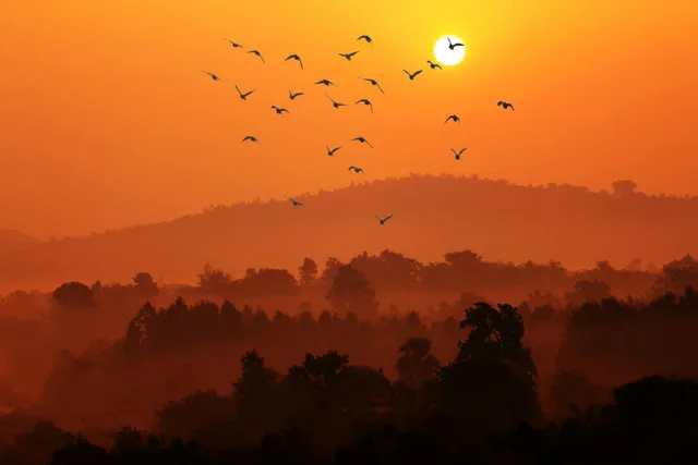 ସୂର୍ଯ୍ୟାସ୍ତ ପୂର୍ବରୁ ଉଲ୍ଲସିତ ପକ୍ଷୀଗଣ। (ଫଟୋ: ମନୋଜ, ବାଲେଶ୍ୱର)