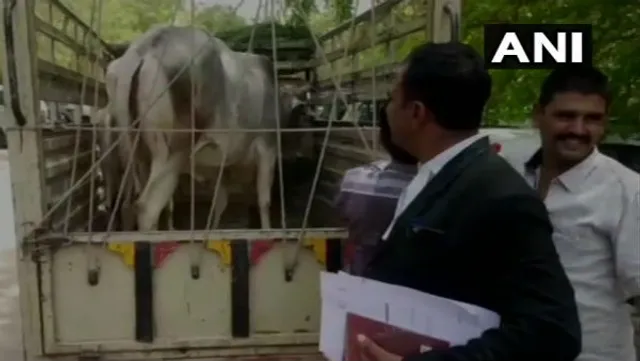 ଯୋଧପୁର କୋର୍ଟରେ ଗାଈକୁ ହାଜର କରାଗଲା, ଜଜ୍‌ ଶୁଣାଇଲେ ଏହି ରାୟ