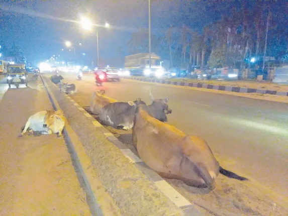 ବୁଲା ଗୋରୁ, ଷଣ୍ଢଙ୍କ କବ୍‌ଜାରେ ଜାତୀୟ ରାଜପଥ, ବଢ଼ୁଛି ଦୁର୍ଘଟଣା