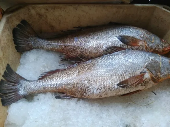 ଧାମରା ସମୁଦ୍ରରୁ ଧରା ହେଲା ମୂଲ୍ୟବାନ ତେଲିଆ ମାଛ, ୮ଟି ମା‌ଛର ଦା‌ମ ୬ ଲକ୍ଷ ୯୦ ହଜାର ଟଙ୍କା