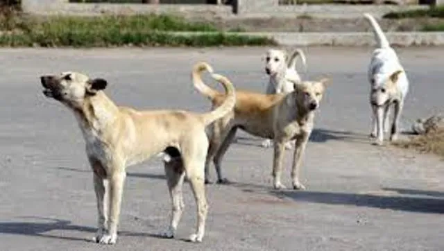 ଅନୁଗୁଳରେ କଳାକୁକୁର ଆତଙ୍କ: ଦିନକରେ ୪୦ ଘାଇଲା, ତିନିମାସରେ ଆହତ ହେଲେଣି ୨୩୨୯