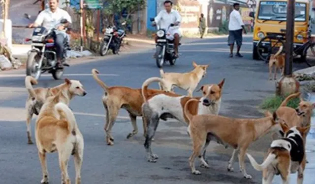 ପ୍ରାଣ ନେଇଗଲେ କୁକୁର, ଦୁର୍ଘଟଣାରେ ଯୁବକଙ୍କ ମୃତ୍ୟୁ