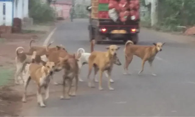 ବୁଲା କୁକୁରଙ୍କ କବ୍‌ଜାରେ ରାଜପଥ, ବଢ଼ୁଛି ଦୁର୍ଘଟଣା