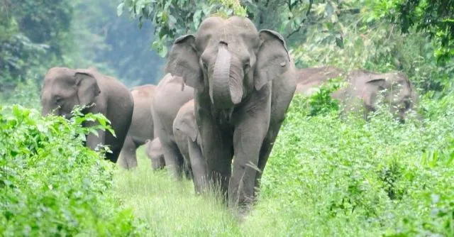 ଜାମୁଗାଡ଼ିଆରେ ପଶିଲେ ୩୨ଟି ହାତୀ, ଚାଷୀ ଭୟଭୀତ