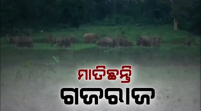 କେନ୍ଦୁଝରରେ ଜଙ୍ଗଲୀ ହାତୀ ଆତଙ୍କ: ଭାଙ୍ଗୁଛି ଘର, ଭାଙ୍ଗୁଛି ସ୍କୁଲ୍‌