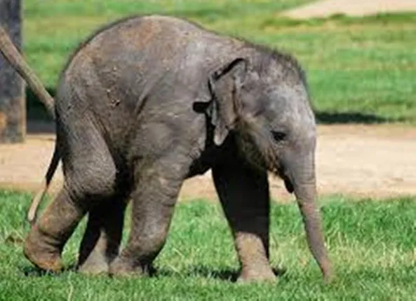 ଦନ୍ତା ଓ ମାଈ ହାତୀ ଲଢେଇ: ଆଖି ବୁଜିଲା ଦେଢ ବର୍ଷର ହାତୀ ଛୁଆ