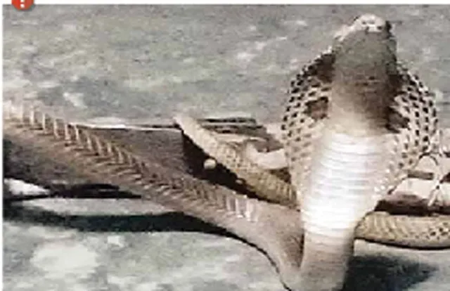 ଏଲ୍‌ଆଇସି ଅଫିସରେ  ନାଗ ସାପ