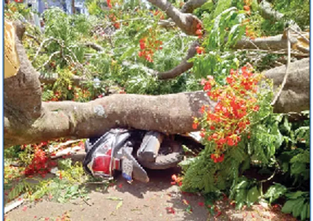 ଖେଳ ଦେଖିବା ବେଳେ ଗଛ ପଡ଼ି ଦୁଇ ଗୁରୁତର