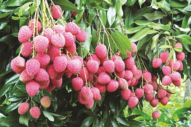 ବଜାରରୁ ଲିଚୁ ଉଭାନ୍, ଖାଲି ହାତରେ ଫେରିଲେ ଖାଦ୍ୟ ସୁରକ୍ଷା ଅଧିକାରୀ