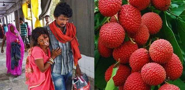 ଓଡ଼ିଶାରେ ଲିଚୁର ଯାଞ୍ଚ ହେବ