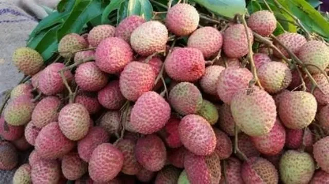 ଲିଚୁ ପାଉନାହାନ୍ତି ଖାଦ୍ୟ ସୁରକ୍ଷା ଅଧିକାରୀ, ଡ୍ରେନ୍‌ରେ ଢାଳି ବ୍ଲିଚିଂ ପକାଇ ଦେଇଥିବା ସନ୍ଦେହ