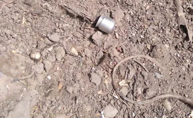 ଉତ୍କଟ ଜଳାଭାବ ନା ଅଂଶୁଘାତ ହେତୁ ୧୫ ମାଙ୍କଡ଼ଙ୍କର ମୃତ୍ୟୁ!