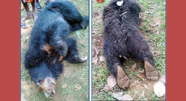 ଦୁଇ ଭାଲୁର ଶବ ଜବତ