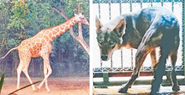 ନନ୍ଦନକାନନ: ସାଥୀ ବିନା ଜୀବନ