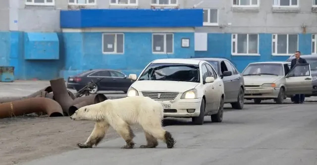 ବରଫ ଆବାସସ୍ଥଳୀ ଛାଡ଼ି ରୁଷୀୟ ସହର ଭିତରକୁ ପଶି ଆସିଲା ଭୋକିଲା ମେରୁଭାଲୁ