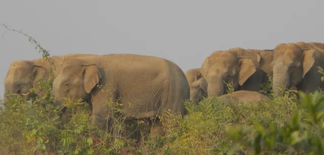 ପୁଣି ହରପିସ୍‌ ଆତଙ୍କ, ସମୁଠ ଜଙ୍ଗଲରେ ମାଇ ହାତୀ ଅସୁସ୍ଥ ?
