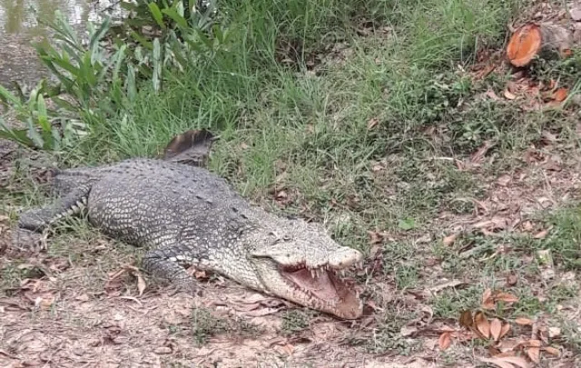 ଅଣ୍ତା ଦେଲା ‘ଗୋରୀ’, ମା’ ହେବା ପାଇଁ ଜଗି ରହିଛି ବସା