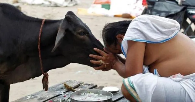 ଦୁଷ୍କର୍ମ ସମସ୍ୟାକୁ ସମାଜରୁ ହଟାଇବା ପାଇଁ ଗାଇକୁ ପୂଜା କରିବା ଆରମ୍ଭ କରିଛନ୍ତି ହାଇଦ୍ରାବାଦର ଜଣେ ପୂଜାରୀ