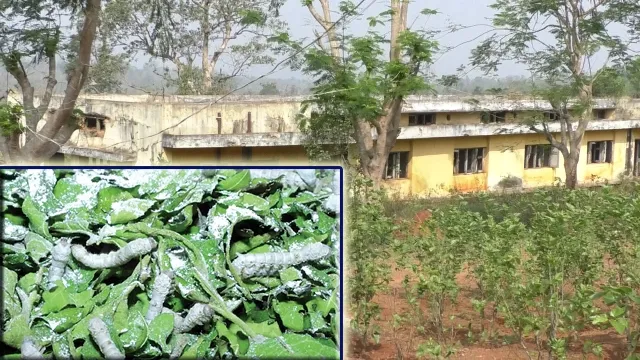 କେନ୍ଦ୍ରର ପ୍ରୋତ୍ସାହନ ନାହିଁ, ବନ୍ଦ ହେବ ରେଶମ ବିକାଶ କେନ୍ଦ୍ର!