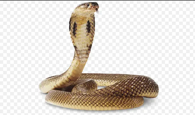 ସାପ କାମୁଡ଼ାରେ ନାବାଳିକା ମୃତ