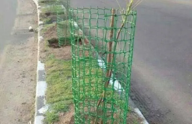 ରାଜଧାନୀରେ ବି ଗଛ ଖାଇଗଲେ : ତାରଜାଲି ଅଛି, ଗଛ ନାହିଁ, କାଗଜ କଲମରେ ବଞ୍ଚିଛି ଶତ ପ୍ରତିଶତ