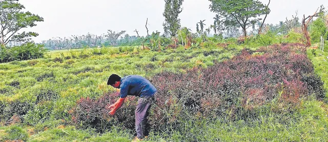 ଶ୍ରୀଜଗନ୍ନାଥଙ୍କ ତୁଳସୀ ସେବାରେ ପ୍ରଭାକର